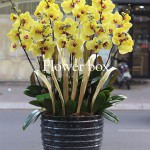 Chậu Lan Tết 15 cành - FBOR 014