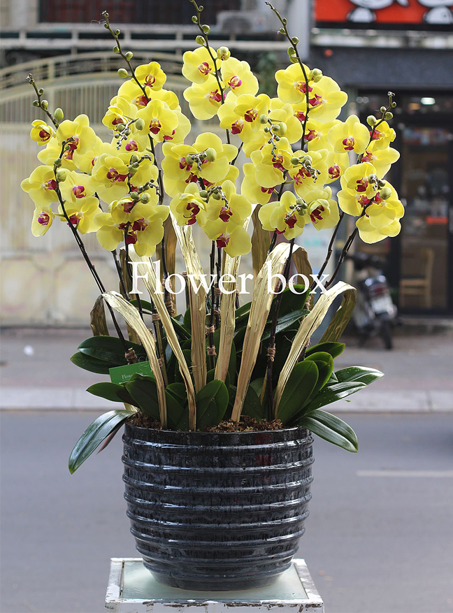 Chậu Lan Tết 15 cành - FBOR 014