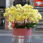Chậu Lan Tết 20 cành - FBOR 025