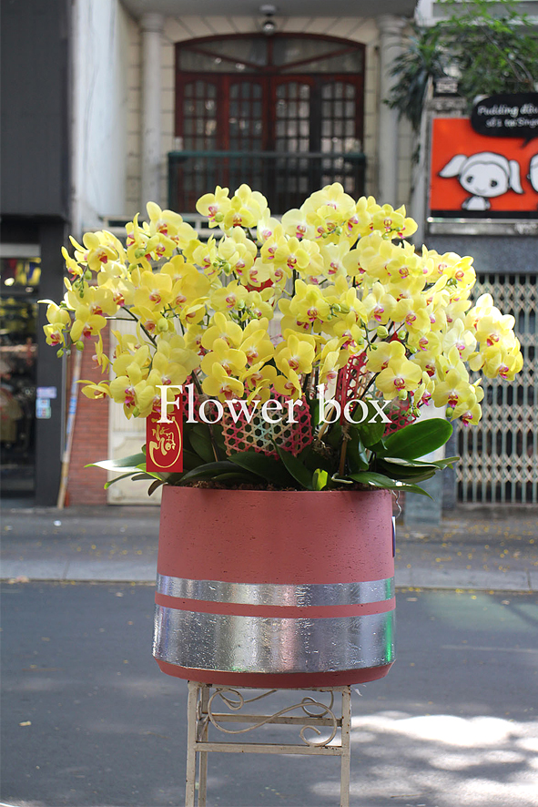 Chậu Lan Tết 20 cành - FBOR 025