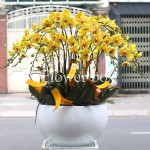 Chậu Lan Tết 20 cành - FBOR 034