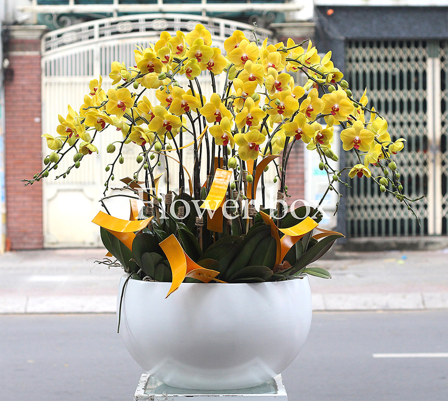 Chậu Lan Tết 20 cành - FBOR 034
