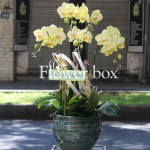 Chậu Lan Tết 5 cành - FBOR 052