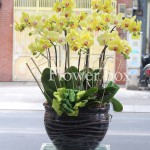 Chậu Lan Tết 9 cành - FBOR 009