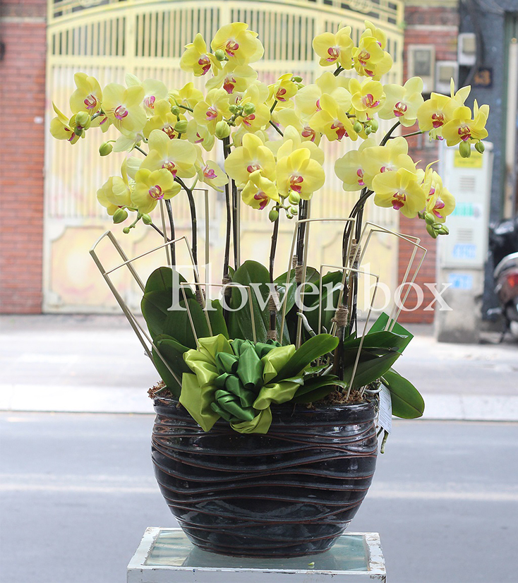 Chậu Lan Tết 9 cành - FBOR 009