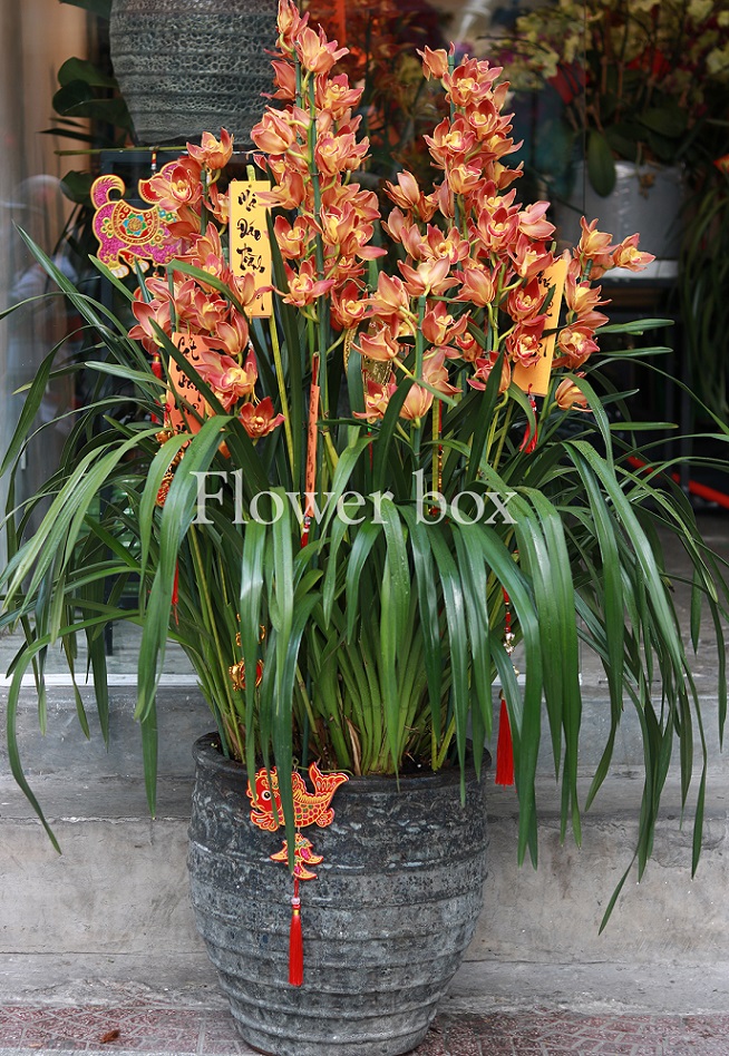 Địa lan chậu 12 cành - FBOR 062