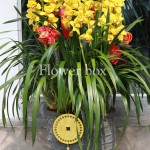 Địa lan chậu 12 cành - FBOR 070