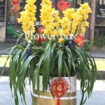 Địa lan chậu 7 cành - FBOR 063