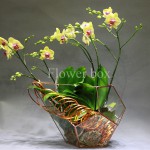 Hộp kính hoa - FBTB 067