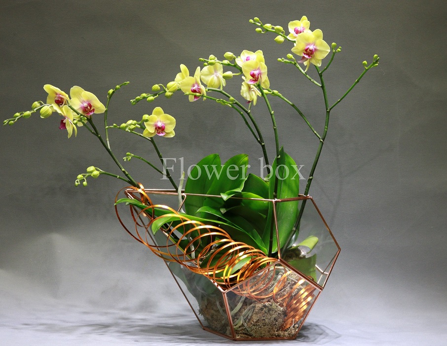 Hộp kính hoa - FBTB 067