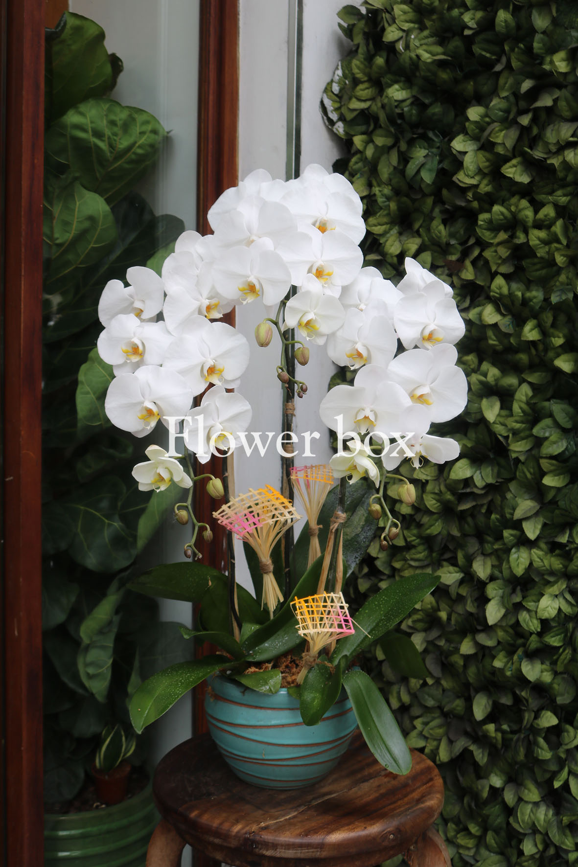Chậu Lan Tết 3 cành - FBOR 005