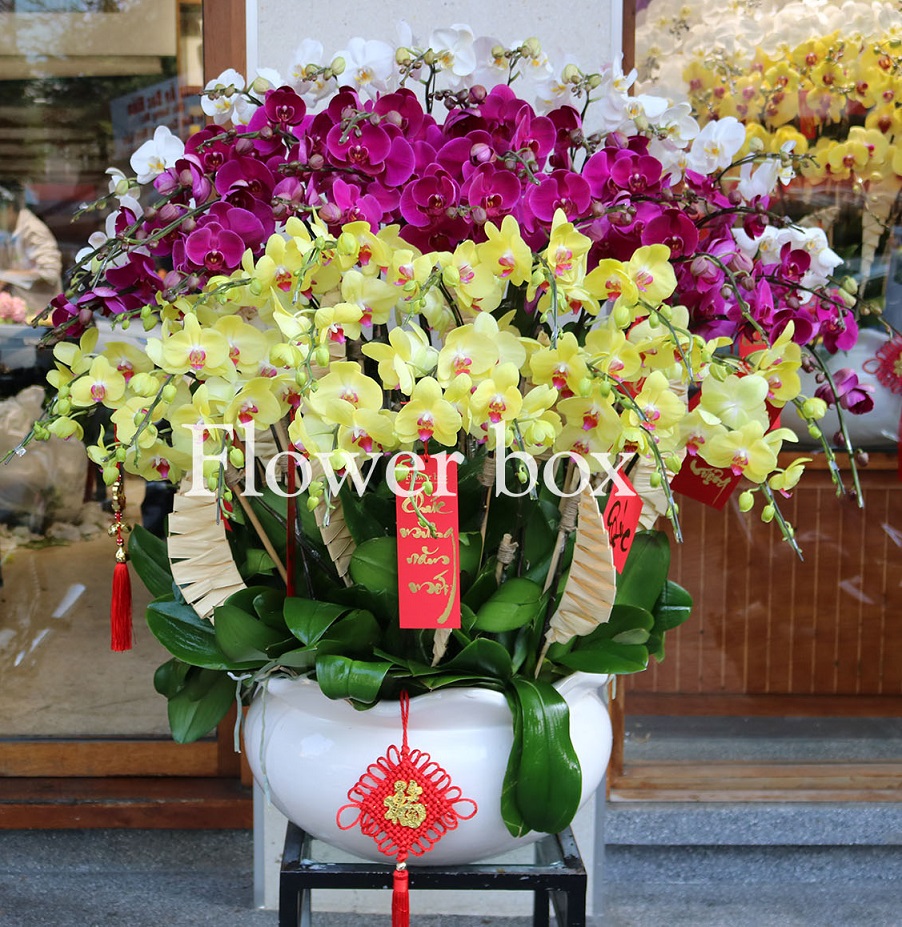 Chậu Lan Tết 50 cành - FBOR 069