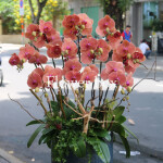 Chậu Lan Tết 10 cành - FBOR 077