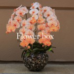 Chậu Lan Tết 5 cành - FBOR 057