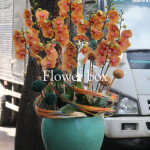 Chậu Lan Tết 10 cành - FBOR 032