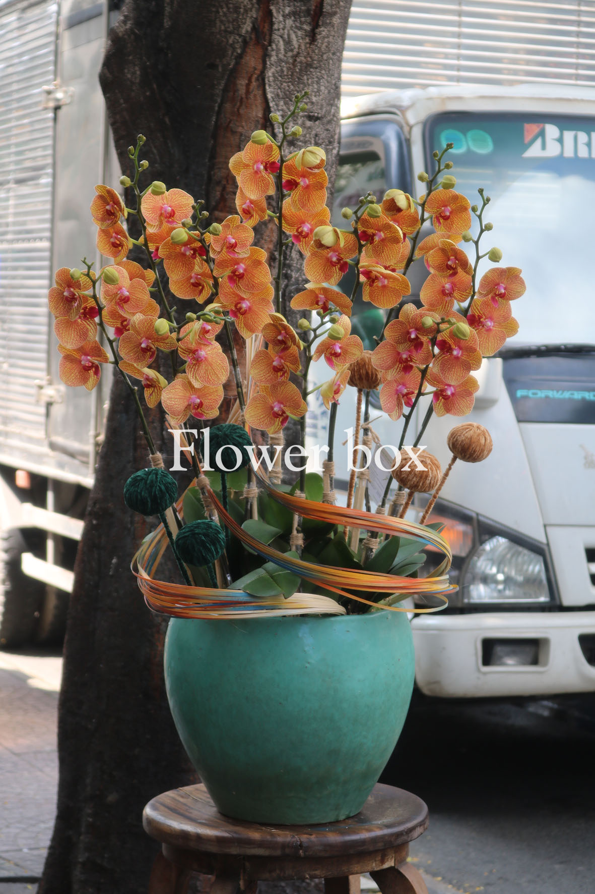 Chậu Lan Tết 10 cành - FBOR 032