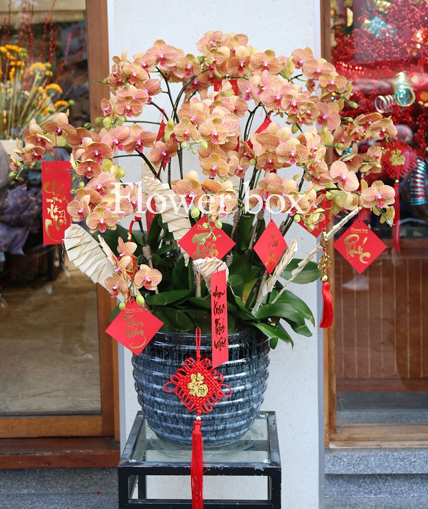 Chậu Lan Tết 10 cành - FBOR 065