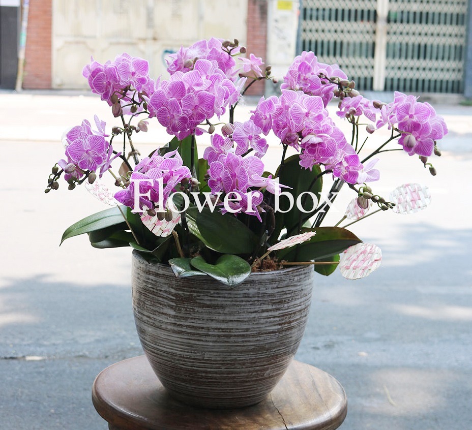 Chậu Lan Tết 10 cành - FBOR 076