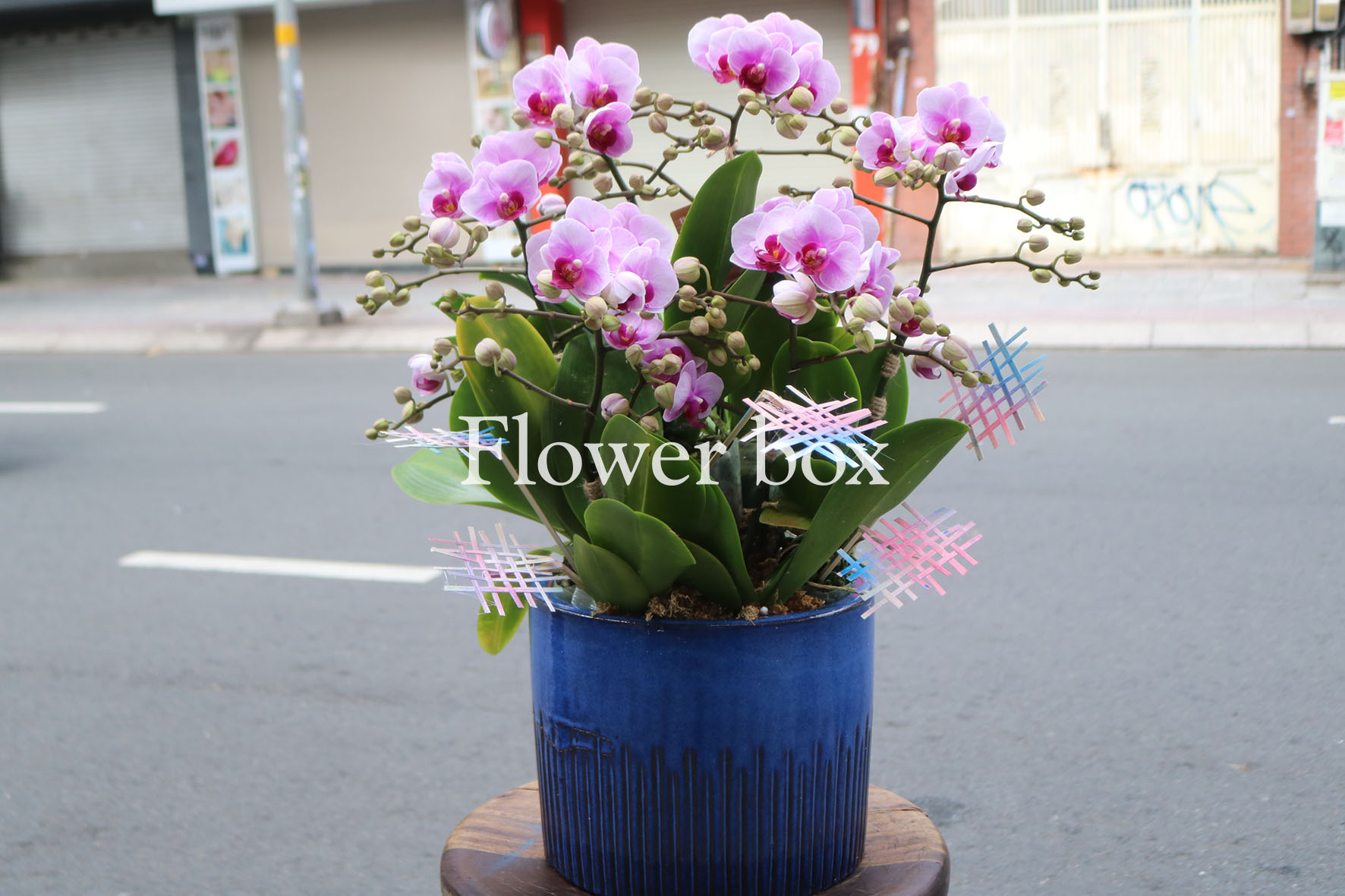 Chậu Lan Tết 6 cành - FBOR 068
