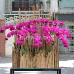 Lũa Lan Tết Sang Trọng - FBTC02
