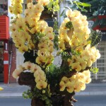 Lũa Lan Tết Sang Trọng - FBTC03