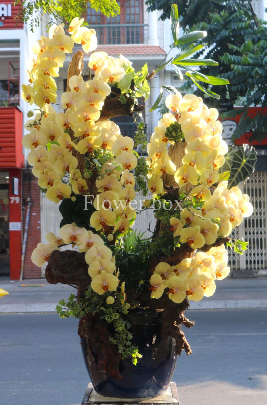 Lũa Lan Tết Sang Trọng - FBTC03