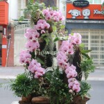 Lũa Lan Tết Sang Trọng - FBTC10