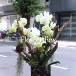 Lũa Lan Tết Sang Trọng - FBTC15
