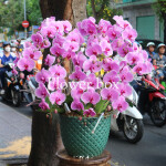 Chậu Lan Tết 10 cành - FBOR 048