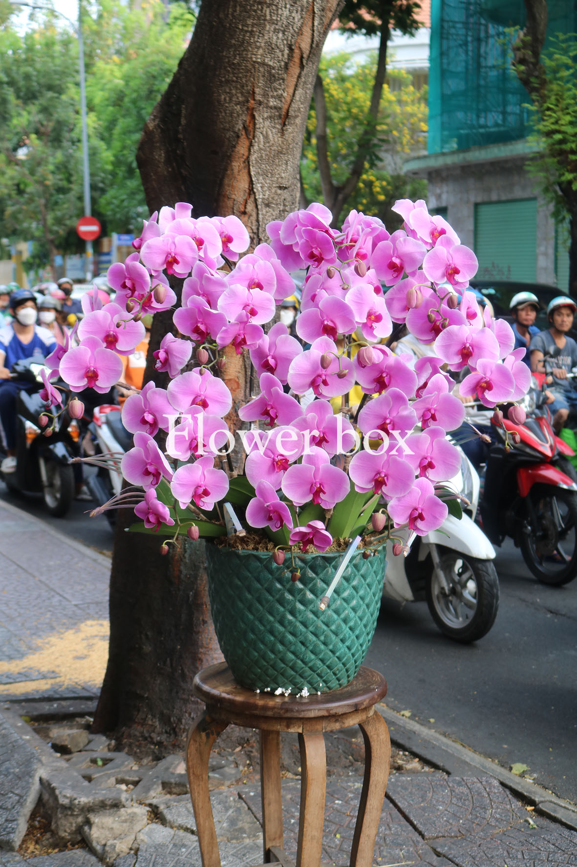 Chậu Lan Tết 10 cành - FBOR 048