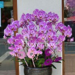 Chậu Lan Tết 10 cành - FBOR 067