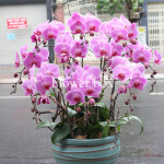 Chậu Lan Tết 10 cành - FBOR 072
