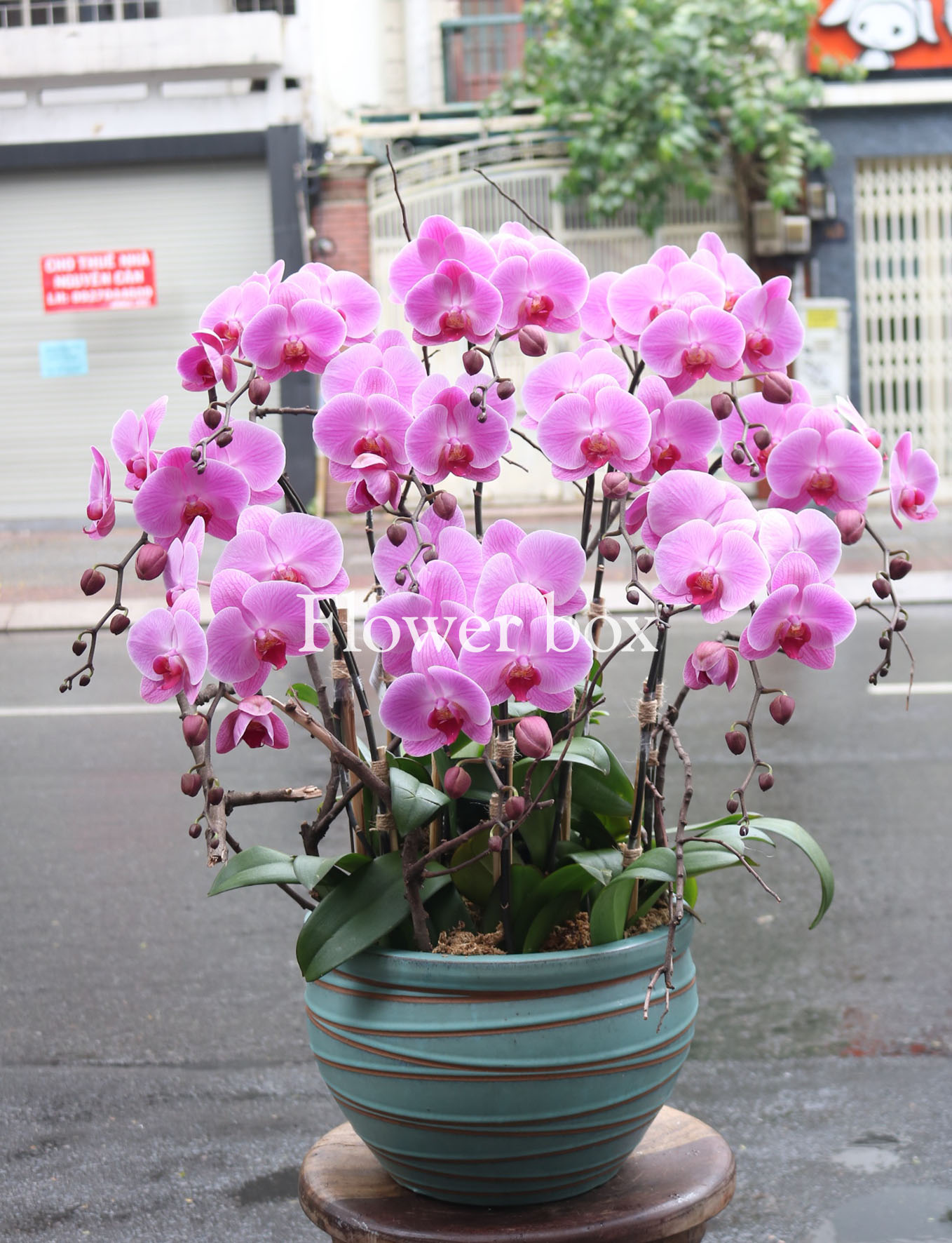 Chậu Lan Tết 10 cành - FBOR 072