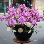 Chậu Lan Tết 15 cành - FBOR 026