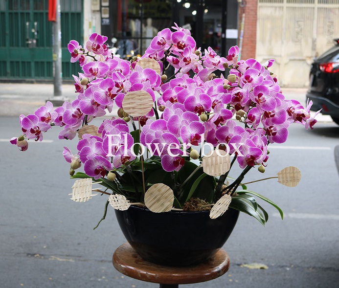 Chậu Lan Tết 15 cành - FBOR 026