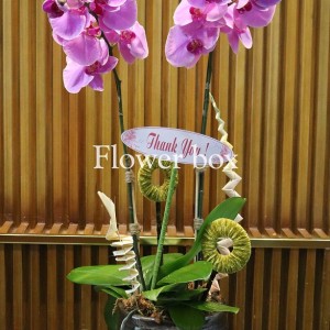Chậu Lan Tết 2 cành - FBOR 016