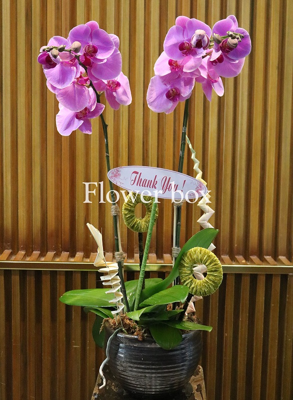 Chậu Lan Tết 2 cành - FBOR 016