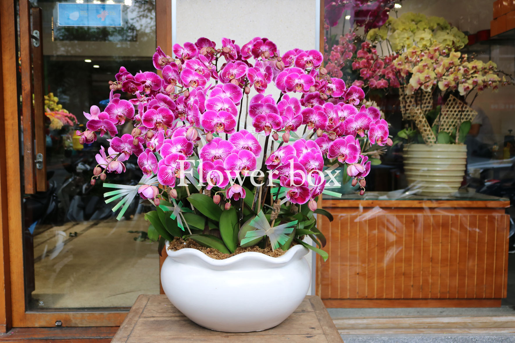 Chậu Lan Tết 20 cành - FBOR 046
