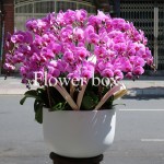 Chậu Lan Tết 20 cành - FBOR 078