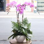 Chậu Lan Tết 3 cành - FBOR 053