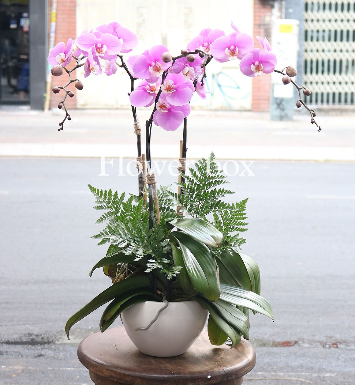 Chậu Lan Tết 3 cành - FBOR 053