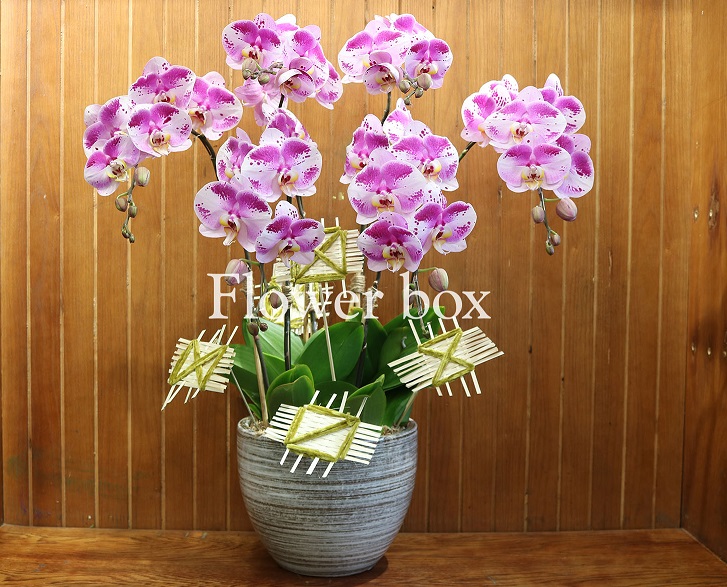 Chậu Lan Tết 5 cành - FBOR 002
