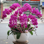 Chậu Lan Tết 8 cành - FBOR 059