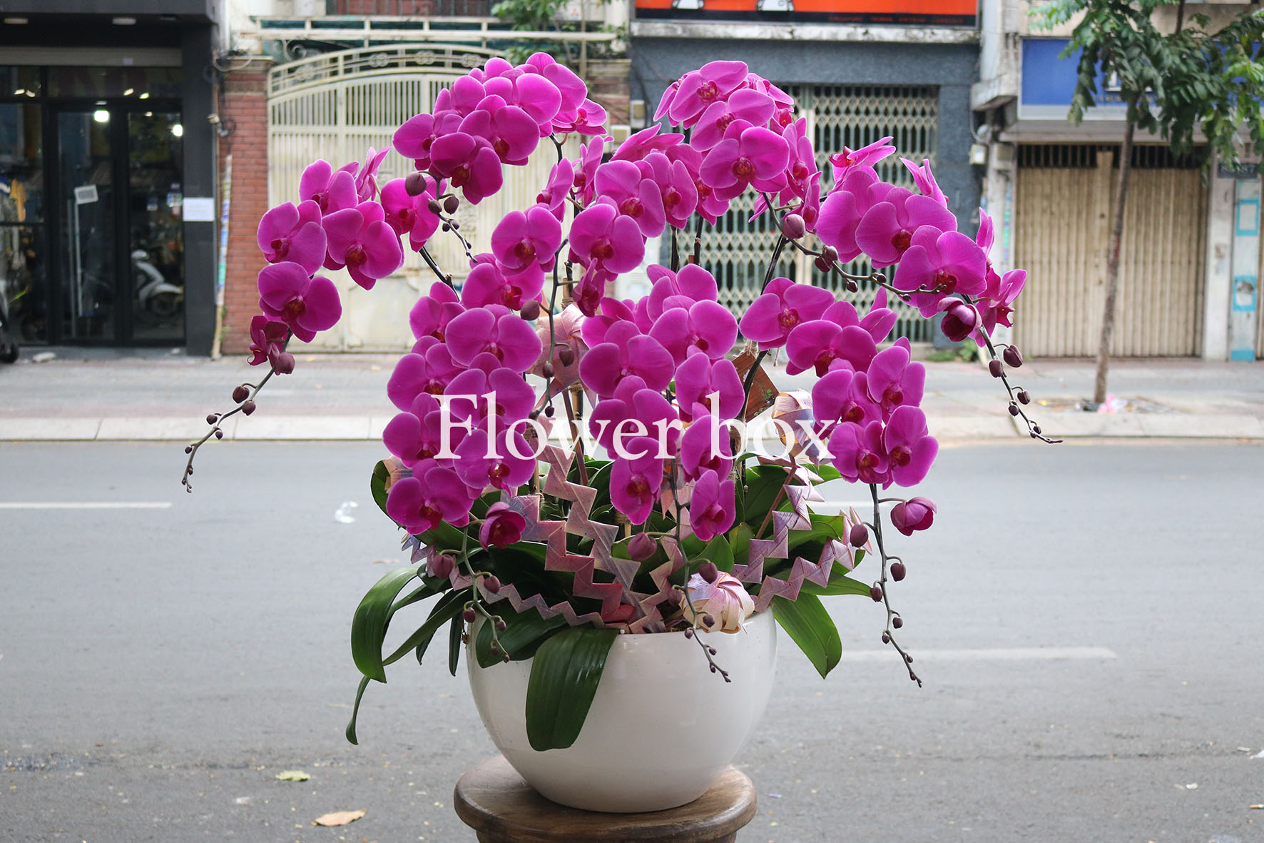 Chậu Lan Tết 8 cành - FBOR 059