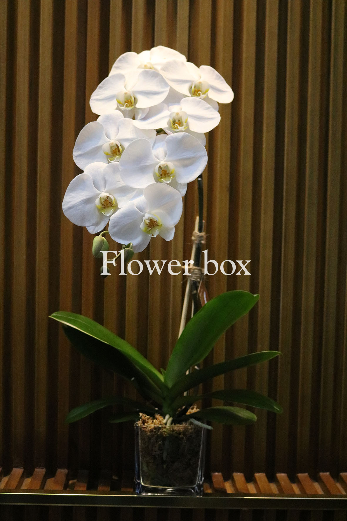 Chậu Lan Tết 1 cành - FBOR 043