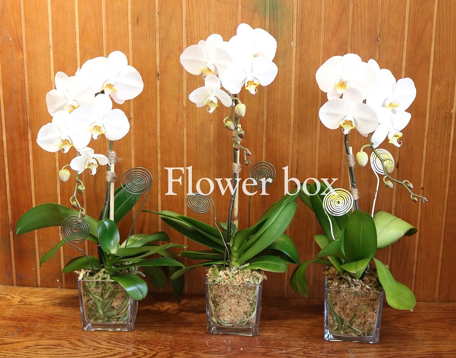 Chậu Lan Tết 1 cành - FBOR 071