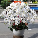 Chậu Lan Tết 17 cành - FBOR 080