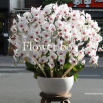 Chậu Lan Tết 20 cành - FBOR 050