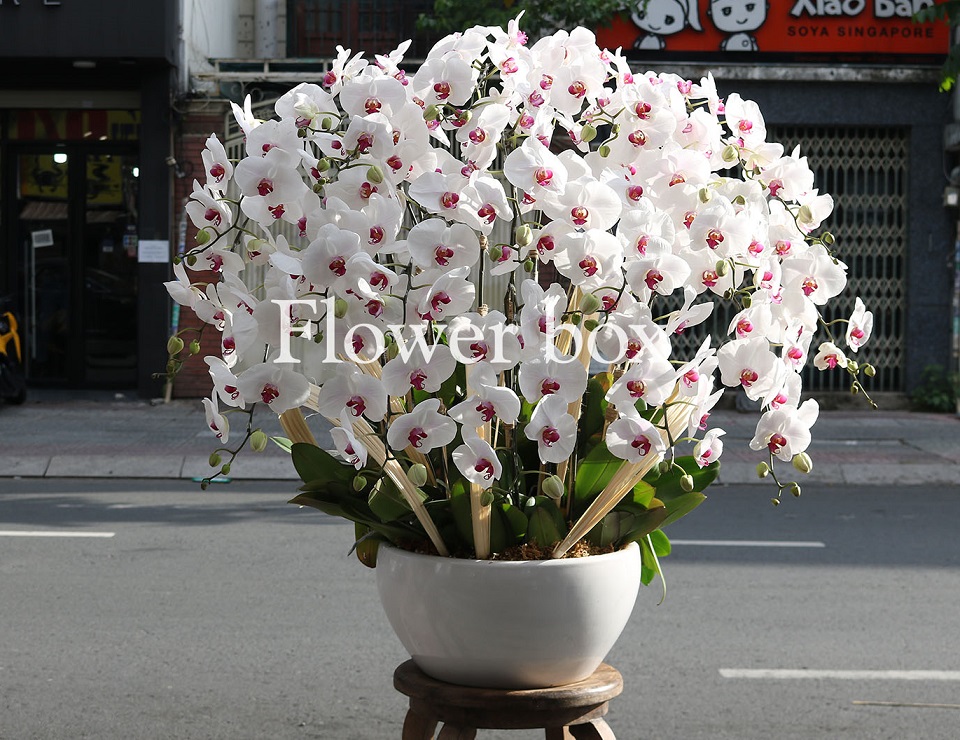 Chậu Lan Tết 20 cành - FBOR 050