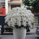 Chậu Lan Tết 30 cành - FBOR 024